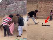 Rajasthan Snake watch how Dangerous black king cobra entered in house