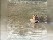 Sawai Madhopur news How tiger hunted Sambar in Ranthambore National Park