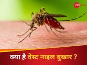 मच्छर के काटने से केरल में फैल रही जानलेवा बीमारी! क्या है ये वेस्ट नाइल बुखार?