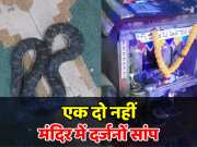Rajasthan King cobra video Many snakes are seen crawling in this temple