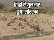 Alwar News vultures came on Sariska tiger project watch Viral video 