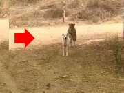 jaipur jhalana dog was roaming in forest when leopard ambushed and killed it
