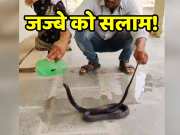 Rajasthan King cobra video thirsty black snake drink water by men hand
