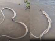 Snake Video pair of snakes became romantic in water 