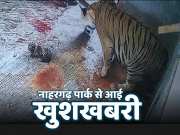 Jaipur News Tigress queen gives birth to four cubs in Nahargarh Biological Park