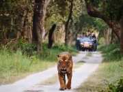 Animal video Tiger seen walking in front of vehicles during jungle safari