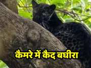 Black leopard seen by tourists in Pench Turiya Tiger Reserve watch video 