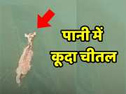 Chittorgarh News chital jumped into Chambal river out of fear 