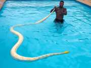 King Cobra Video Man seen bathing in swimming pool with giant python