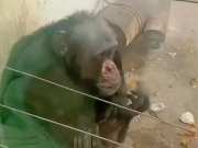 Video of chimpanzee smoking cigarette in zoo goes viral