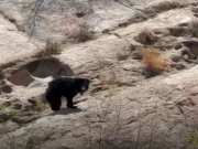 Jalore News Bear falls into well on agricultural beret watch video of rescue 