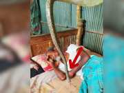 King Cobra Video snake wrapped around the body of sleeping person