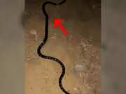 King Cobra Video Peevna is most dangerous snake in western Rajasthan