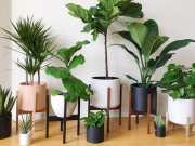 Feng Shui Plants: घर में लगाएं फेंगशुई के ये पौधे, दूर हो जाएगी नेगेटिविटी, खचाखच भर जाएगी तिजोरी