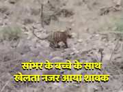 Tiger was seen playing with Sambhar child at Ranthambore 