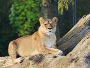 Jodhpur News Lioness Ambika died in Machiya Biological Park