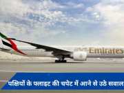 Emirates flight: मुंबई में 36 राजहंस के मिले शव, प्लेन की चपेट में आने से हुई मौत