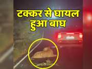 Animal Video Car hits tiger near Bejubananavegaon Nagjira Sanctuary