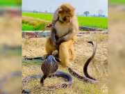 Viral Snake video Monkey kills King Cobra and drives him away