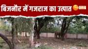 elephants created havoc by entering the colony in bijnor watch this video