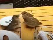 Viral Video Mother bird brought to restaurant to feed children