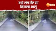 bear seen walking on the road pilibhit tiger reserve video went viral on social media