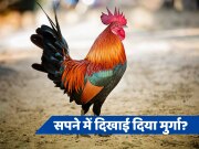 Swapana Shastra: क्या आपको सपने में दिखाई दिया है मुर्गा, जानें स्वप्न शास्त्र में क्या है इसका अर्थ