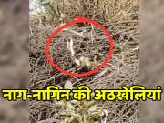 Rajasthan viral video snakes of Chaump village of Amer subdivision are frolicking