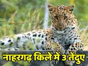 Rajasthan Panther news 3 leopards were seen in Nahargarh Fort of Jaipur 