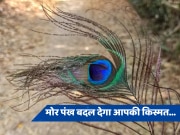Mor Pankh upay: मोर का एक पंख बना देगा आपके बिगड़े काम, घर के इस कोने में रखने से खुल जाएगा बंद किस्मत का ताला