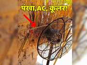 Desi Jugaad Video To escape heat of Rajasthan man put grass on fan