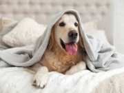 Dog Shubh Sanket: कुत्ते को ऐसा करते देखना माना गया है शुभ, दिख जाए तो समझ लें अचानक बरसेगा खूब सारा पैसा
