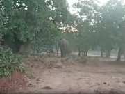 Simdega: जंगली हाथी ने एक महिला को कुचल कर मार डाला, क्षेत्र में दहशत