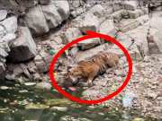 Animal video tigress came out of Ranthambore forest in search of water