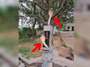 King Cobra Video Two dangerous snake made their home on hand pump