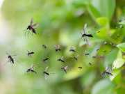 best plants in balcony to keep away mosquitoes