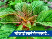 Chaulai Benefits: वजन के साथ-साथ शुगर भी रहेगी कंट्रोल, बस डाइट में एड कर लें ये वाली हरी सब्जी
