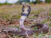 Dream interpretation, Snake in dream