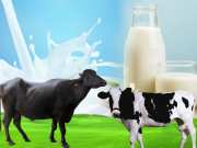 cow milk vs buffalo milk know which milk is good for health