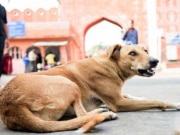 UP Crime: कुत्तों ने युवक को काटकर बचाई उसकी जान, हैरान कर देगी आगरा की ये घटना 