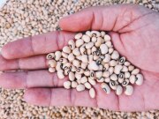 Health benefits of eating lobia dal black eyed beans 