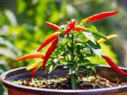 know why not grow chilli plant at home by vastu tips