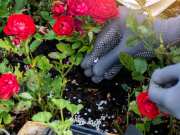 how to make rose flowers bloom at pot home lifestyle news