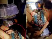 13 feet long python strangled women in thailand almost 2 hours