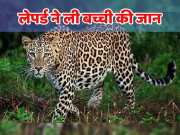 Udaipur news Within 10 days leopard has attacked again in which minor girl died