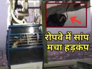 Ajmer news snake was seen in ropeway of Savitri Mata temple on Ratnagiri hill