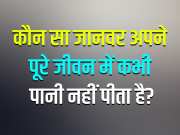 GK Quiz: कौन सा जानवर अपने पूरे जीवन में कभी पानी नहीं पीता है?