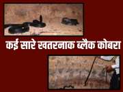 Bikaner Snake News group of dangerous black king cobras trapped in well