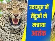 6 people died in leopard attack in 10 days in Udaipur