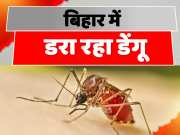 120 New Dengue Patients Found In 24 Hours In Bihar Dengue Update